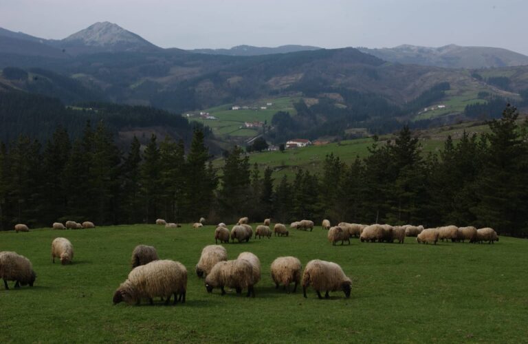 Ardiak Arantzazuko belardi batean (Mikel Arrazola) 20020312