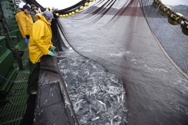 Eusko flota, Espainiako hegaluzearen harrapaketaren %60aren arduradun Arrantzaleak itsasoan arrantzuan (Mikel Arrazola) 20090302