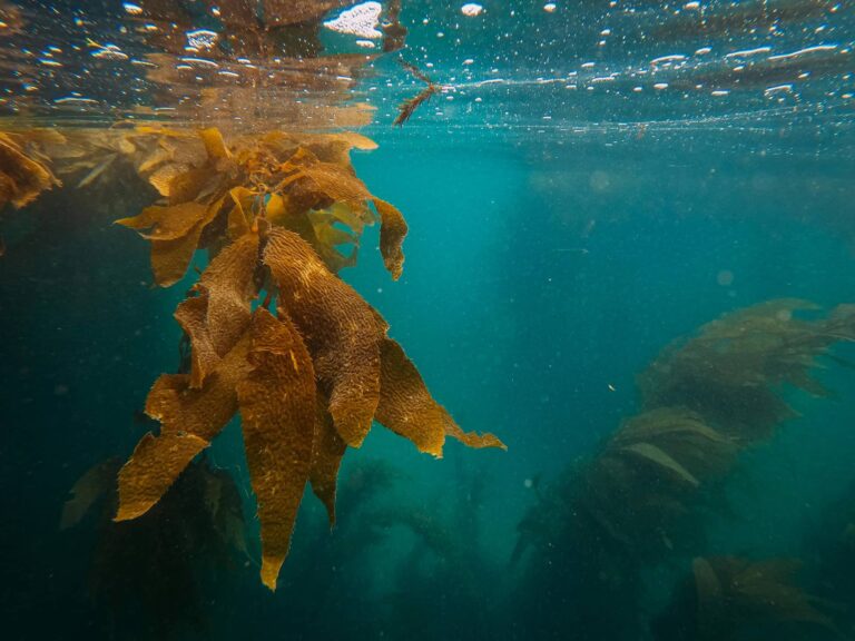 Itsasoko algak uraren azpian 20251116