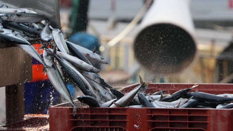 Berdela arrantzatu duen itsasontzi bat arraina porturatzen (Irekia) 20251219