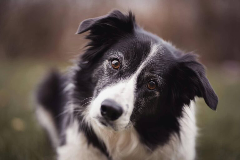 Border Collie arrazako txakur bat 20191231