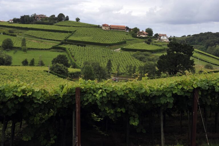 Getariako txakolin mahastiak (Mikel Arrazola) 20140714